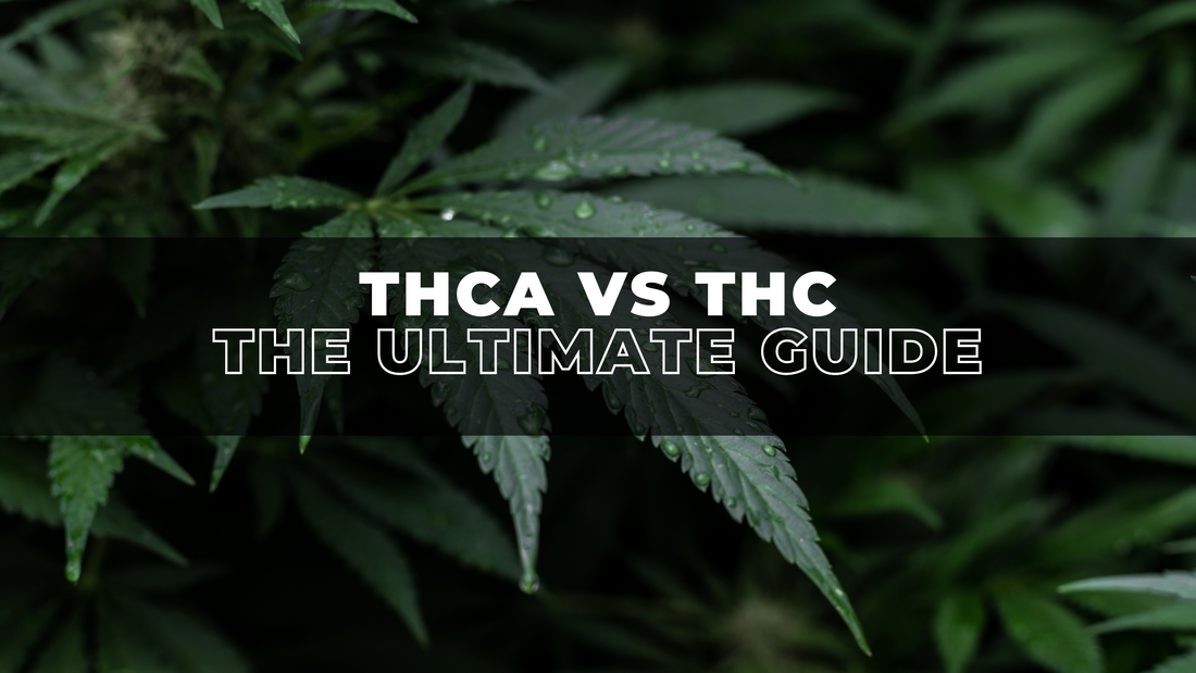 THCa vs THC: the ultimate guide