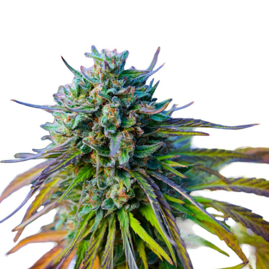 Apple Jack Feminized Seeds - hqdtechusa