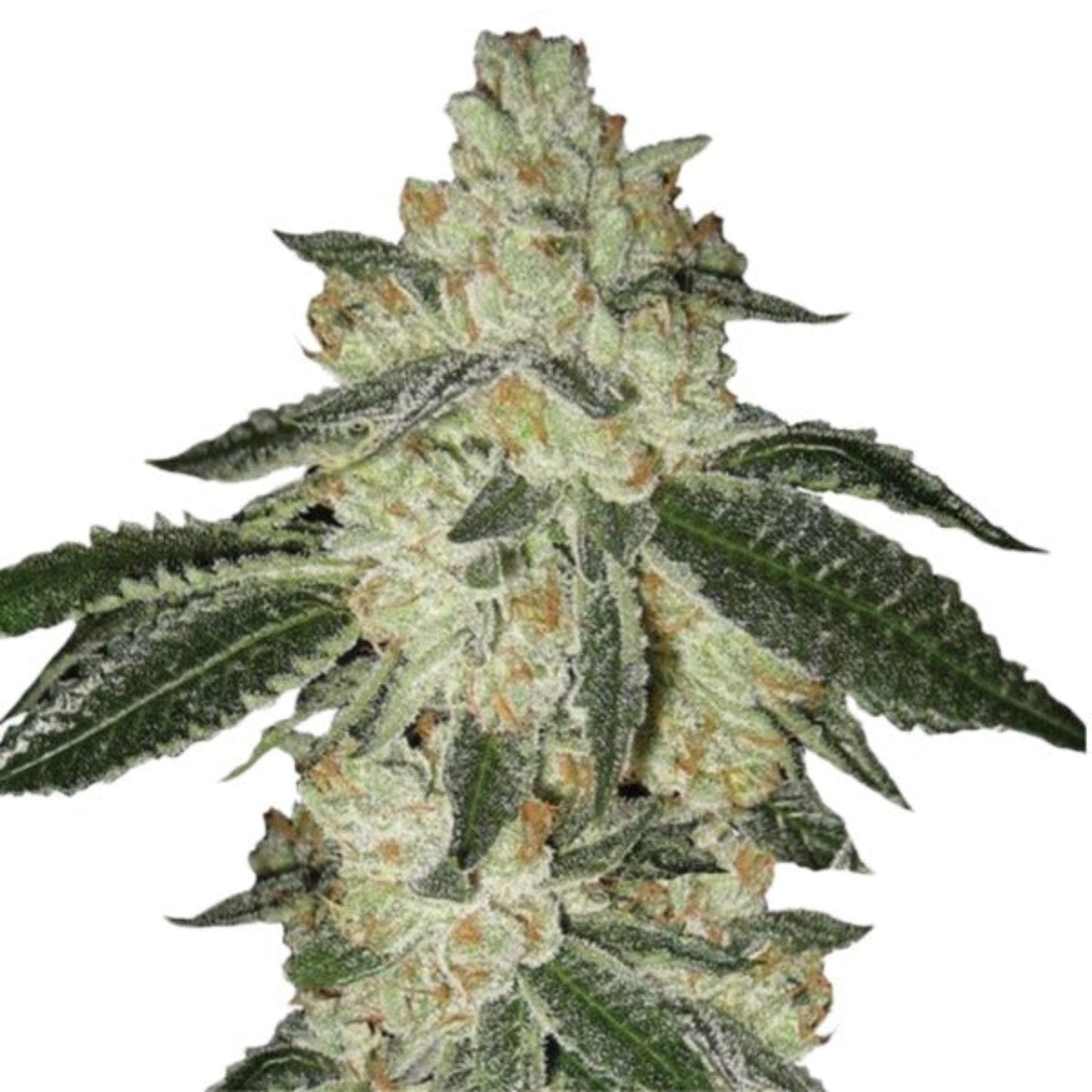 Aurora Indica Autoflower Seeds - hqdtechusa