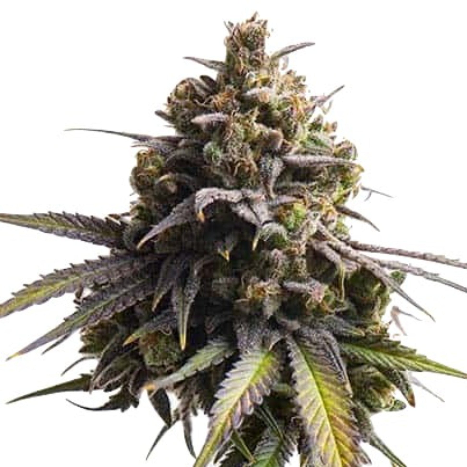 Banana Mochi Feminized Seeds - hqdtechusa