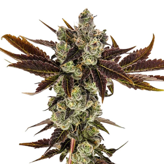 Banana Sherbet Feminized Seeds - hqdtechusa