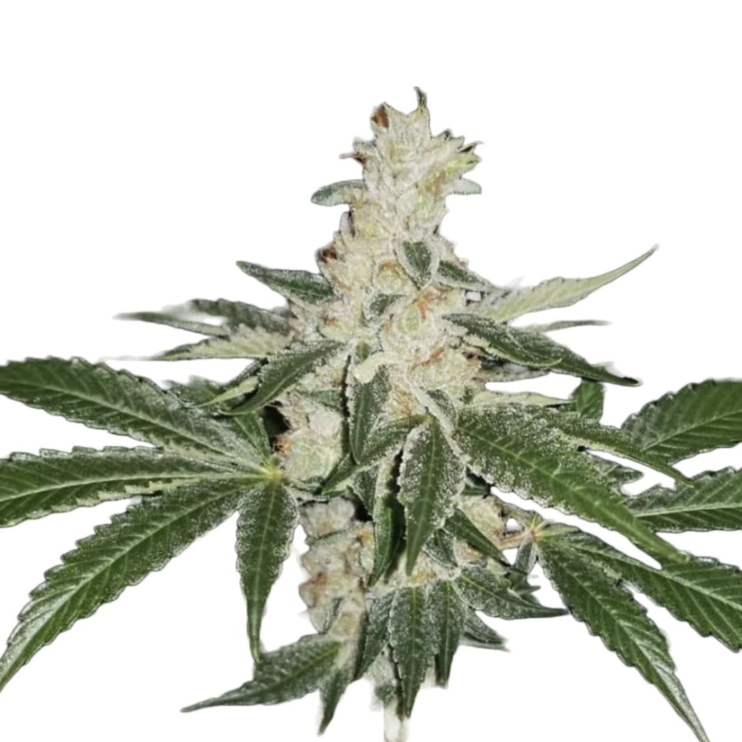 Banana Split Feminized Seeds - hqdtechusa