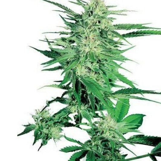 Big Bud Autoflower Seeds - hqdtechusa