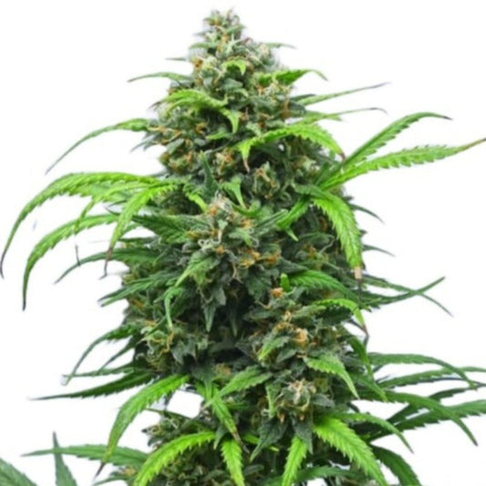 Birthday Cake Feminized Seeds