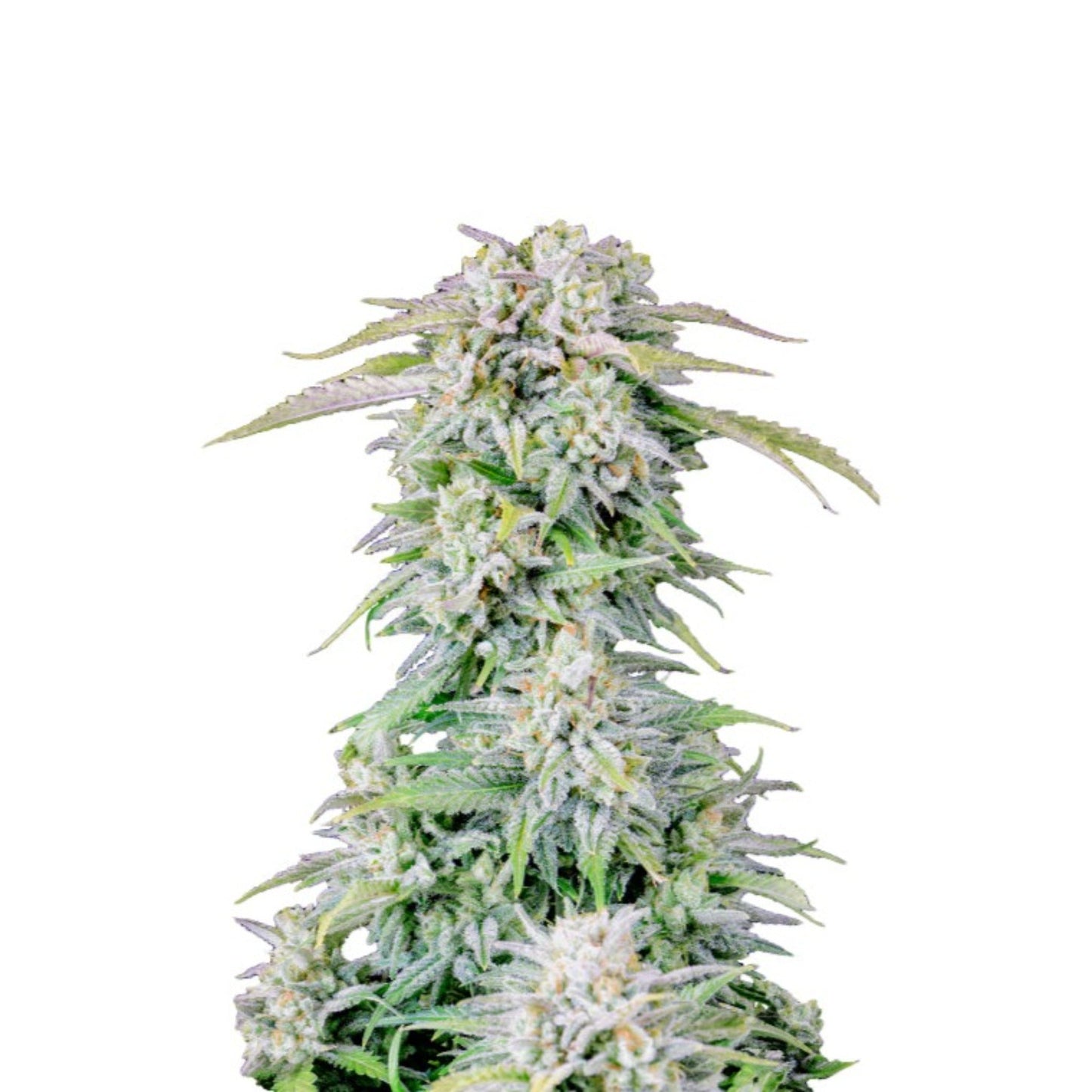 Blue Afghan Kush Feminzed Seeds