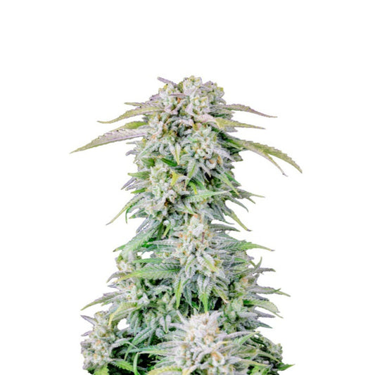 Blue Afghan Kush Feminzed Seeds