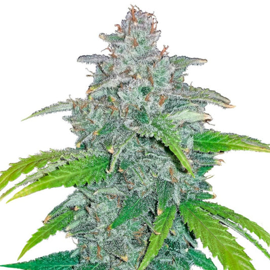 Blue Dream Autoflower Seeds