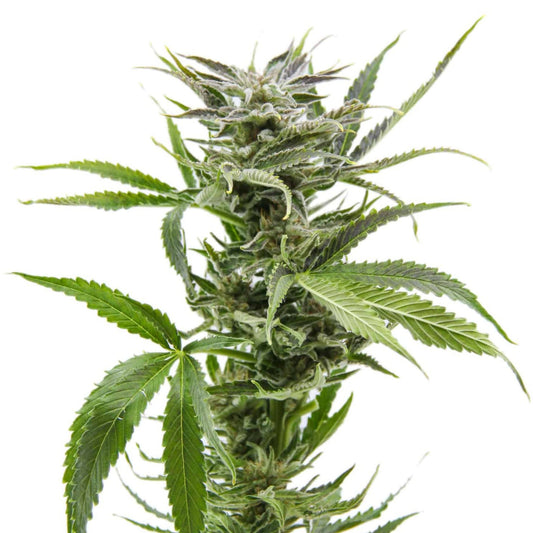 Blue Dream Feminized Seeds - 5PK - hqdtechusa