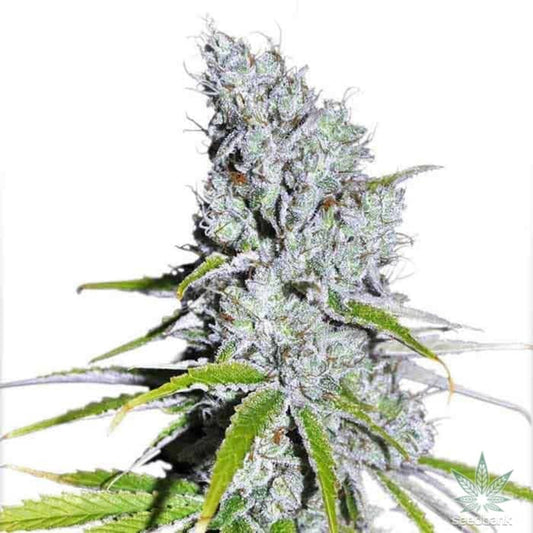 Blue Zkittlez Autoflower Seeds