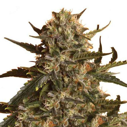 Blueberry Gorilla Feminized Seeds - hqdtechusa