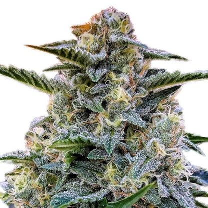 Bruce Banner Autoflower Seeds