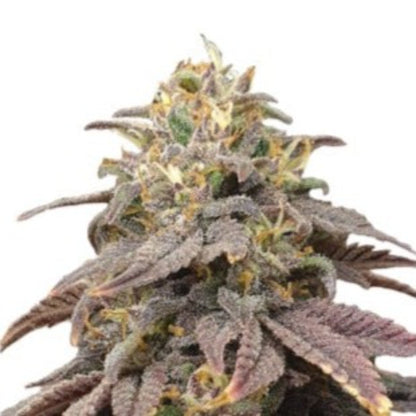 Candy Fruit Feminized Seeds