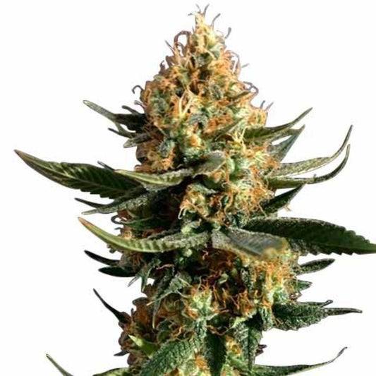 Chemdog Diesel Autoflower Seeds