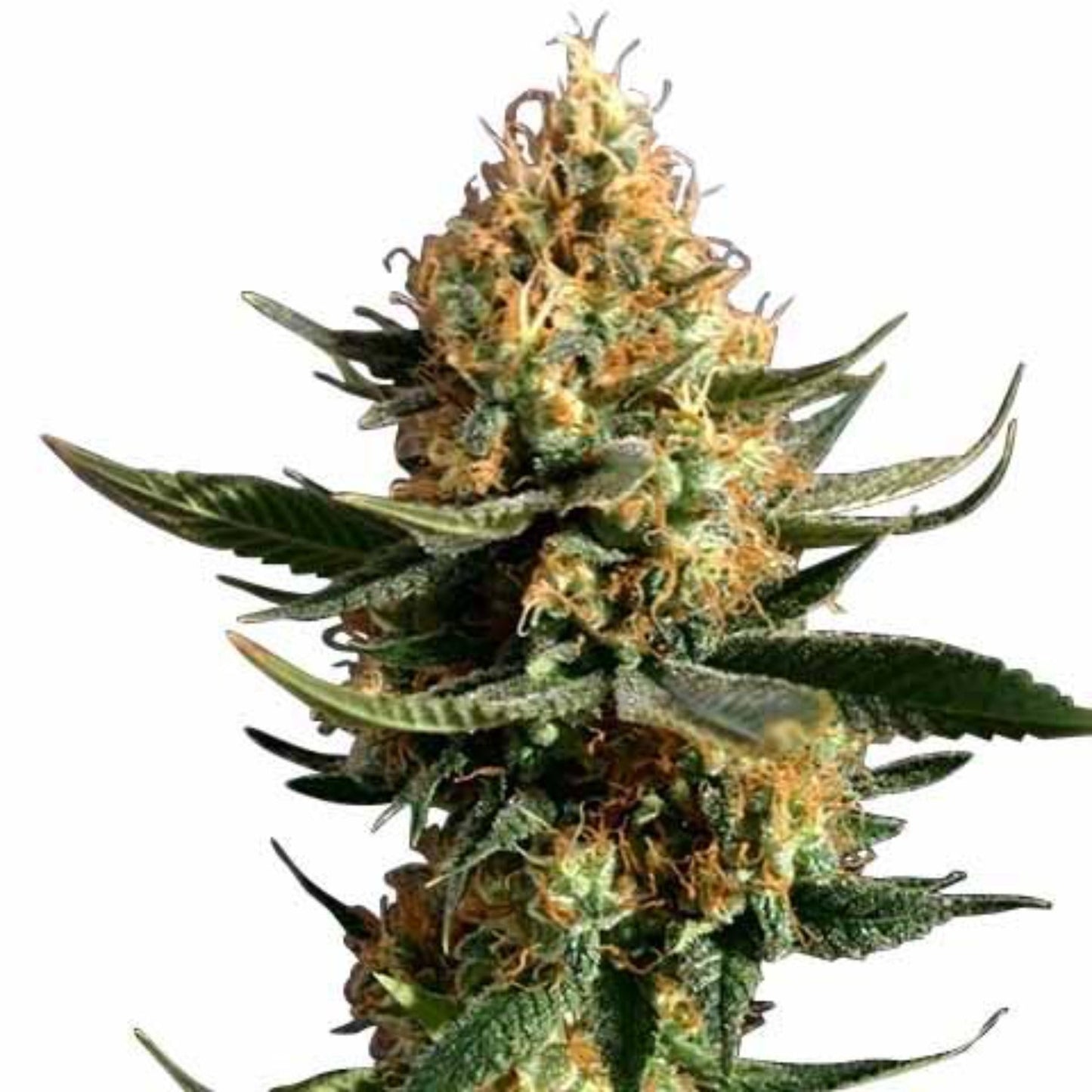 Chemdog Diesel Autoflower Seeds - hqdtechusa