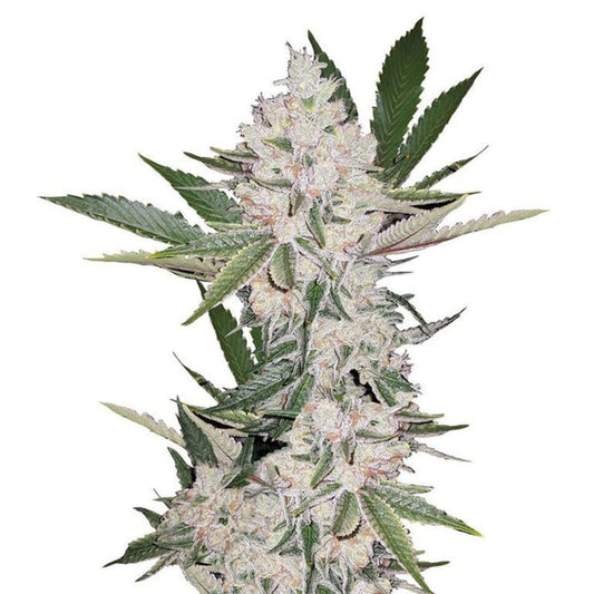 Chemdog4 Feminized Seeds - hqdtechusa