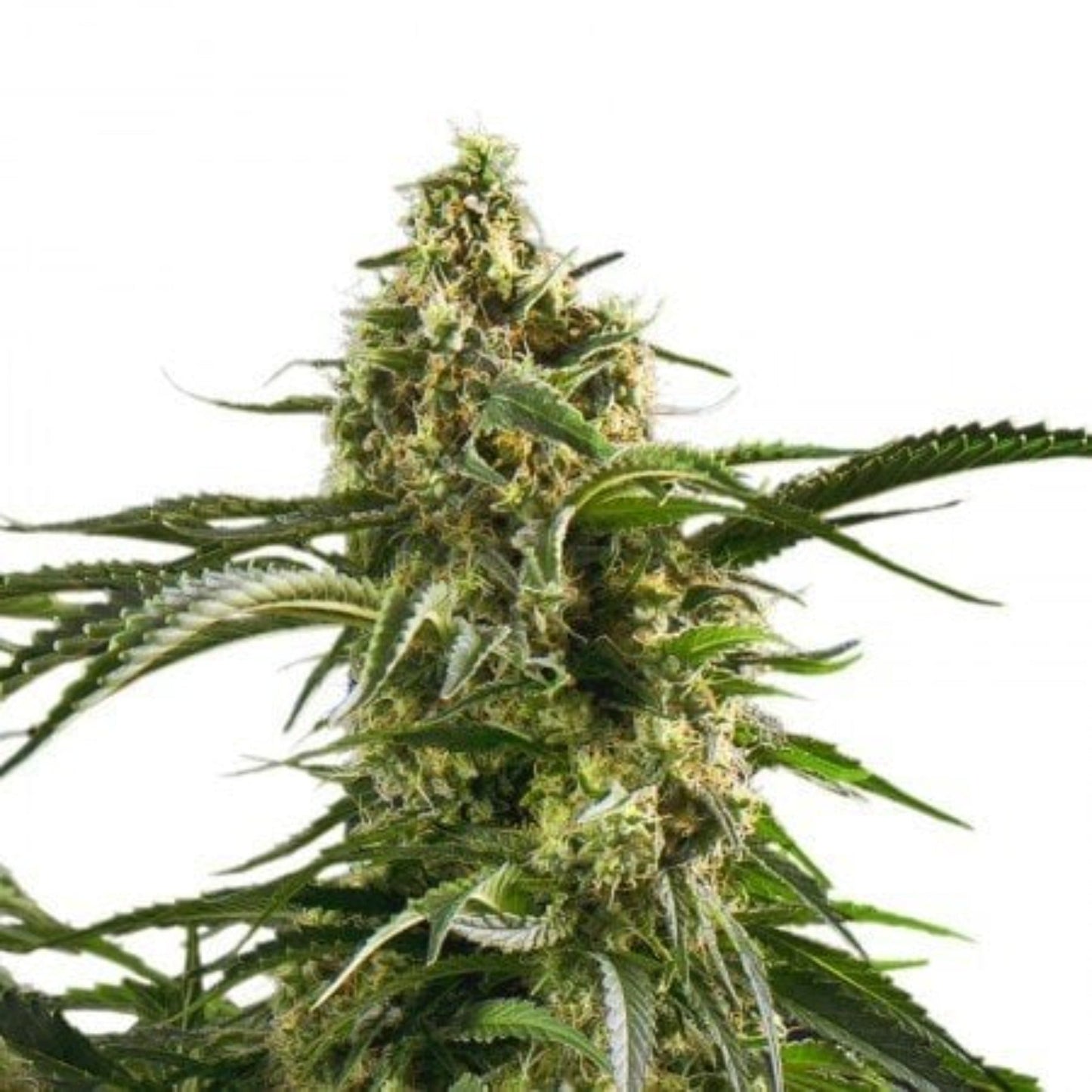 Cherry AK Autoflower Seeds