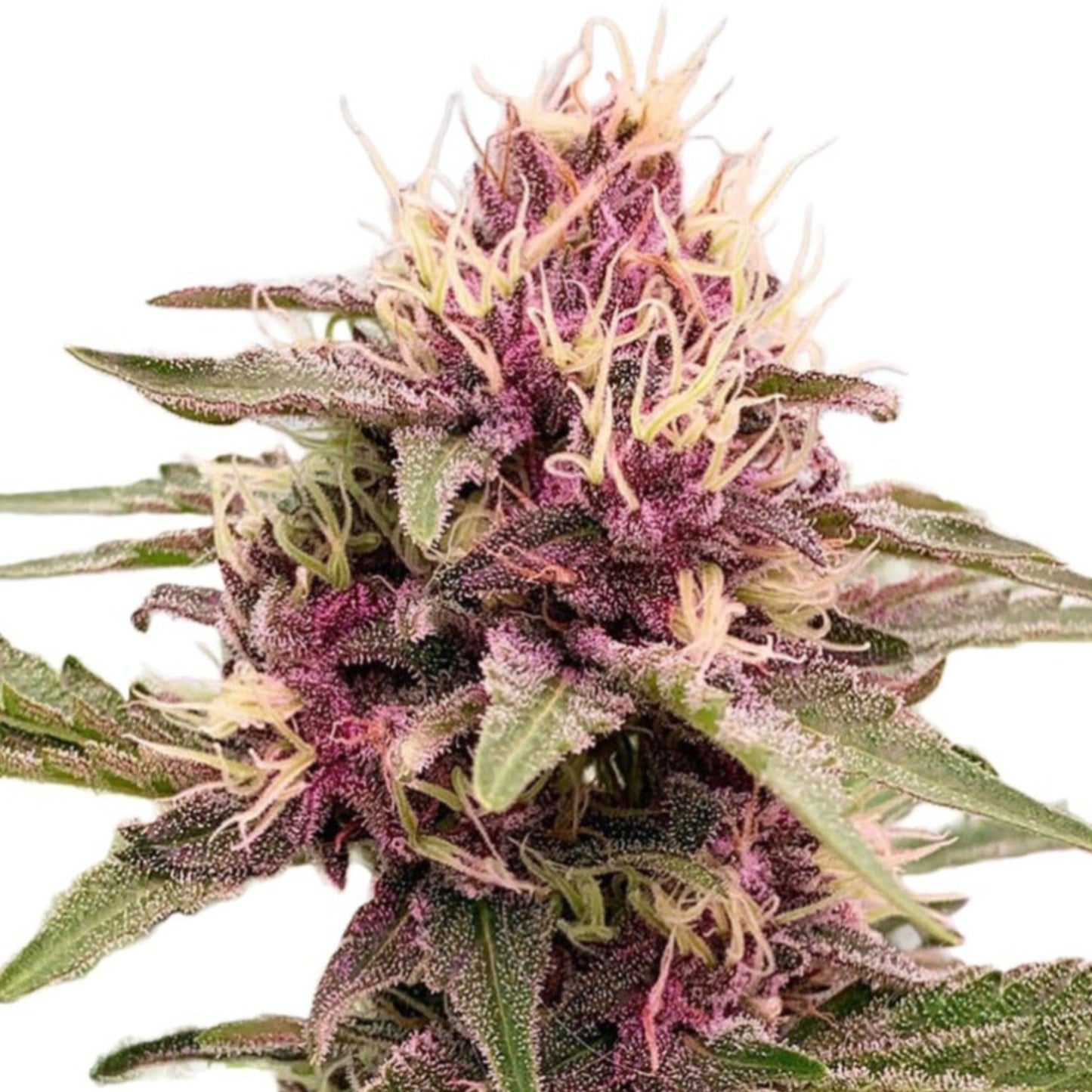 Cherry Pie Autoflower Seeds