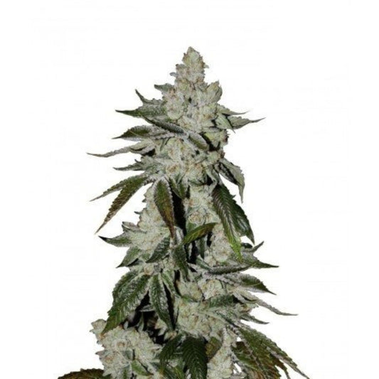 Cookies Autoflower Seeds - hqdtechusa