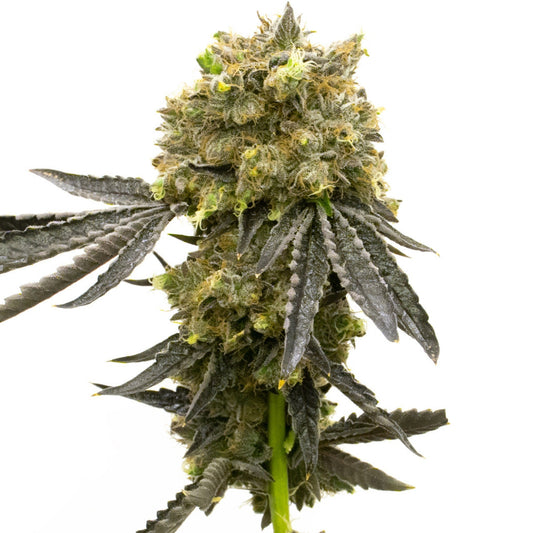 Dream Queen Feminized Seeds - hqdtechusa