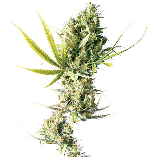 Durban Poison Feminized Seeds - hqdtechusa