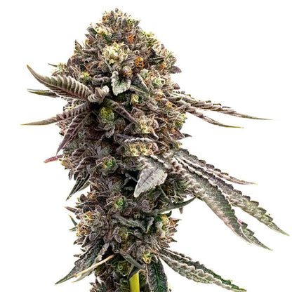 Blackberry Moonrocks Feminized Seeds