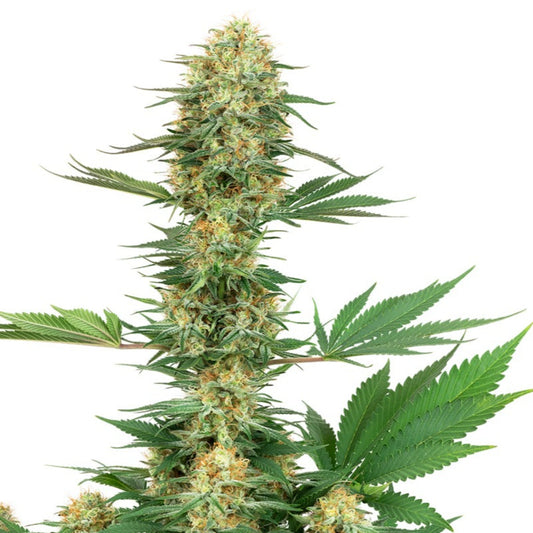 Gelato Feminized Seeds - 5PK