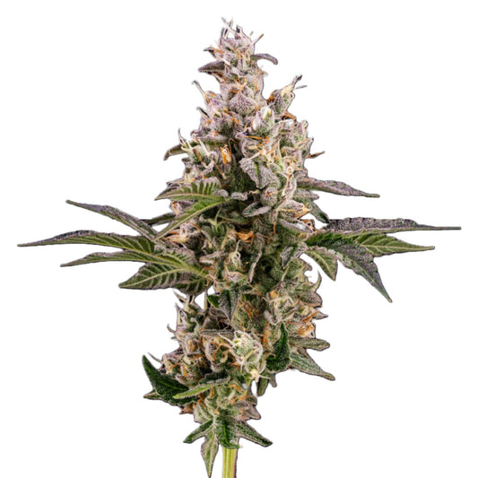 GMO Cookies Feminized Seeds