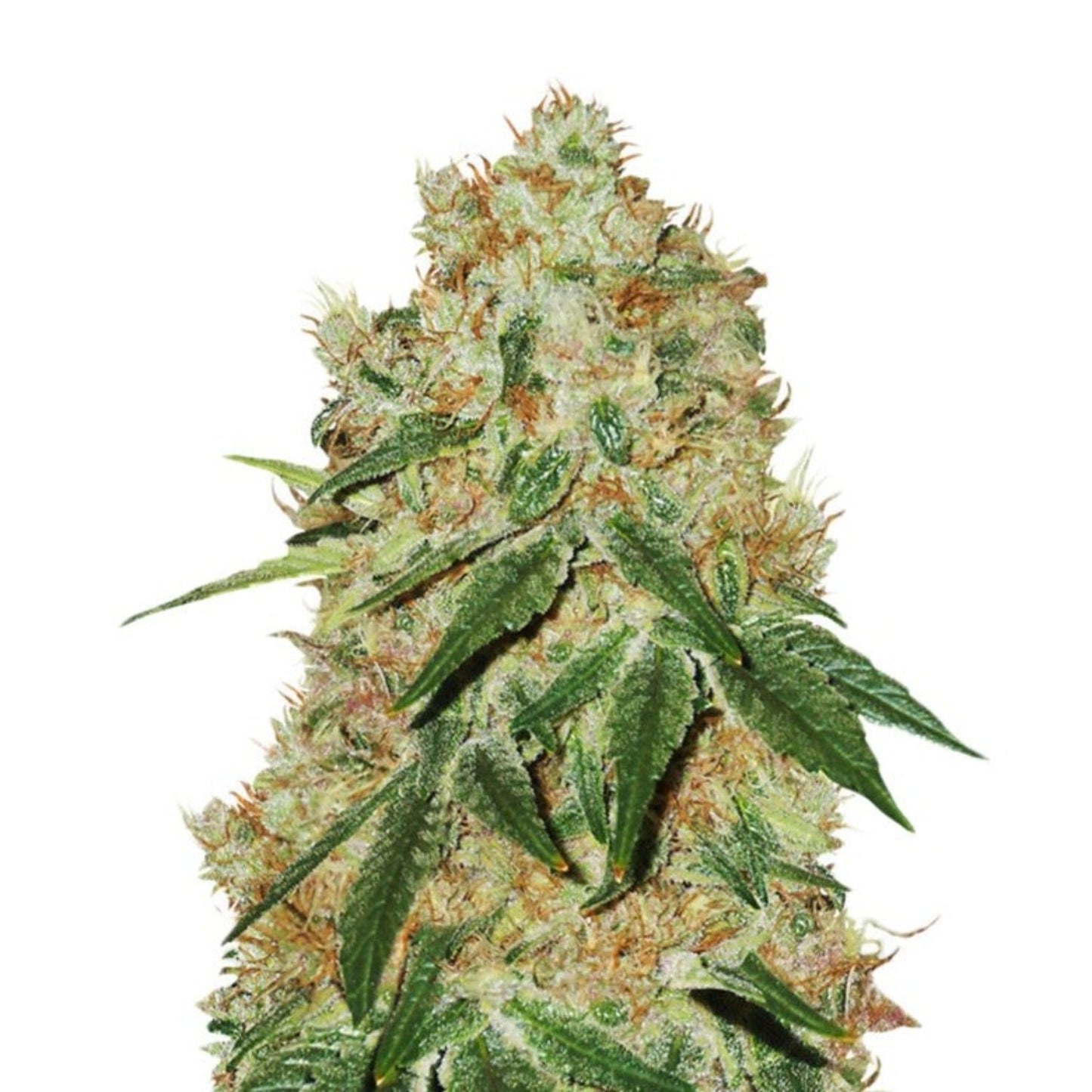 Grandaddy Banner Feminized Seeds