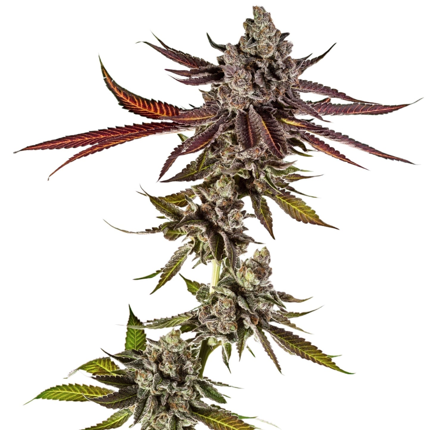 Mimosa Feminized Seeds