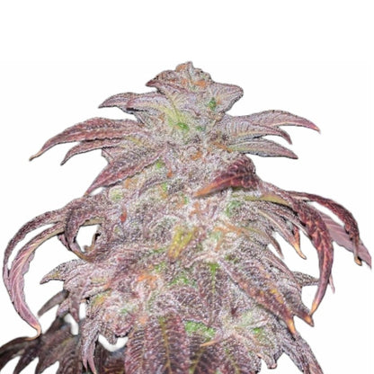 Peanut Butter Breath Feminized Seeds