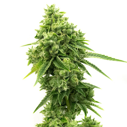 Super OG Kush Feminized Seeds - 5PK