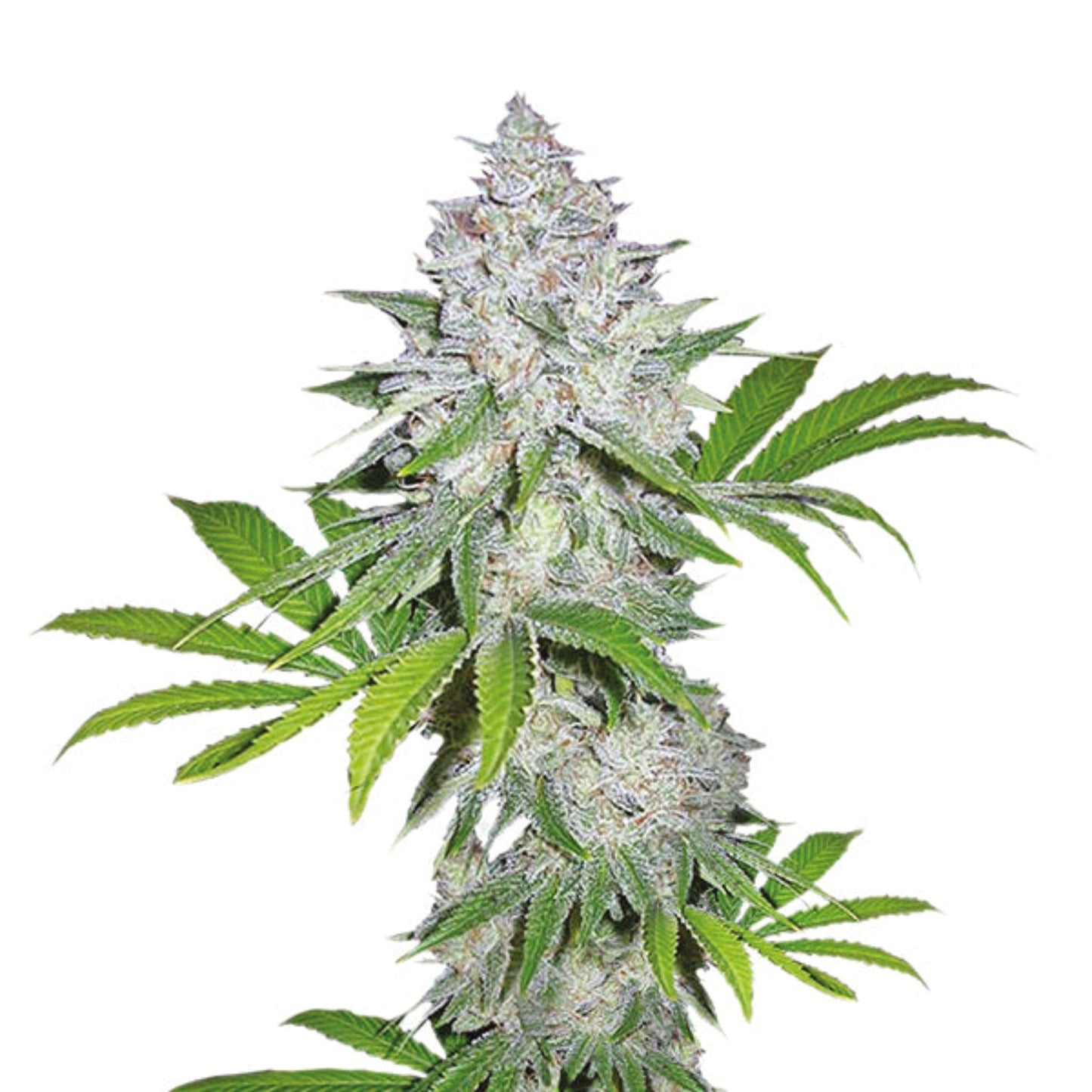 White Widow Feminized Seeds - 5PK