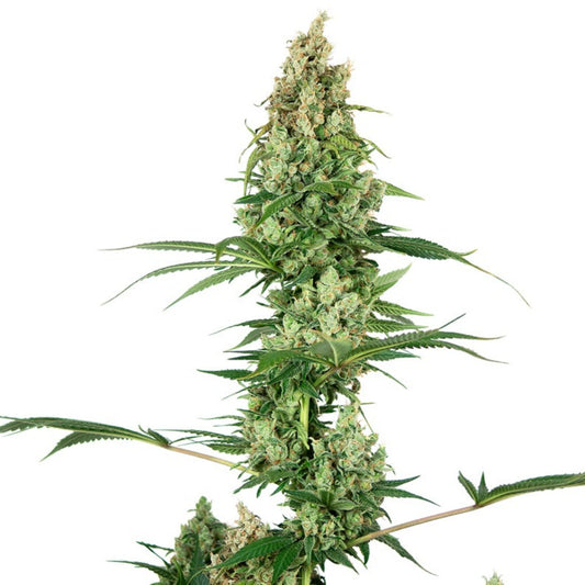 White Fire OG Feminized Seeds