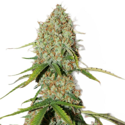 Florida Sunrise Feminized Seeds - hqdtechusa