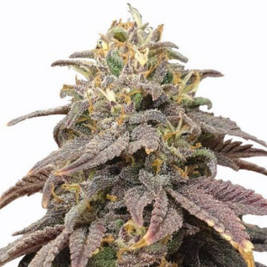 Forbidden Fruit Feminized Seeds