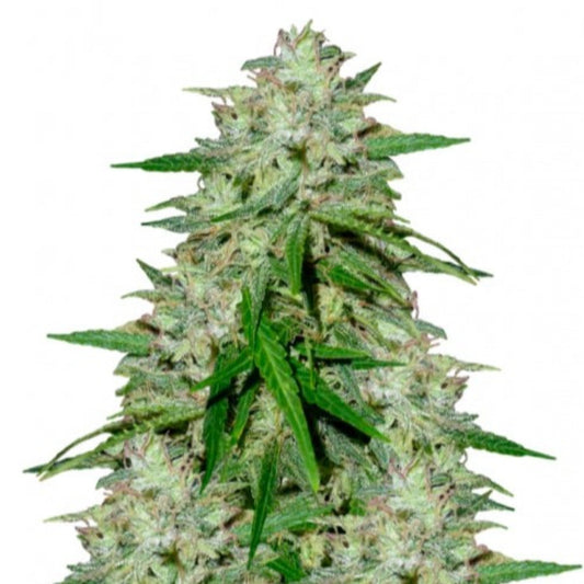 G-Force Feminized Seeds - hqdtechusa