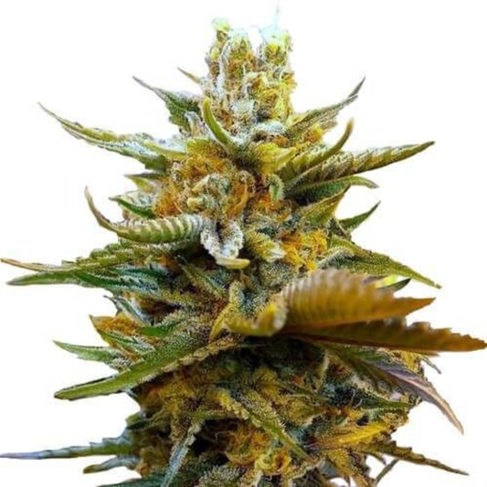 G13 Nebula Feminized Seeds