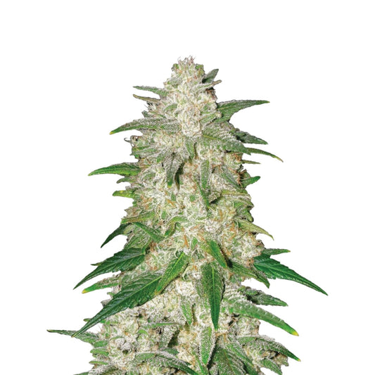 Gelato Autoflower Seeds - hqdtechusa