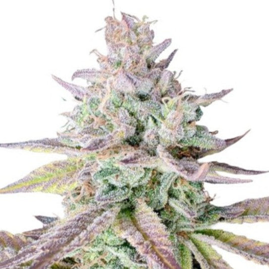 Gelato Kush Feminized Seeds