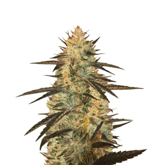 Ghost OG Feminized Seeds - hqdtechusa