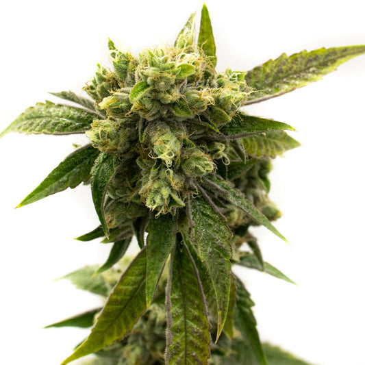 Girl Scout Chemdog Feminized Seeds