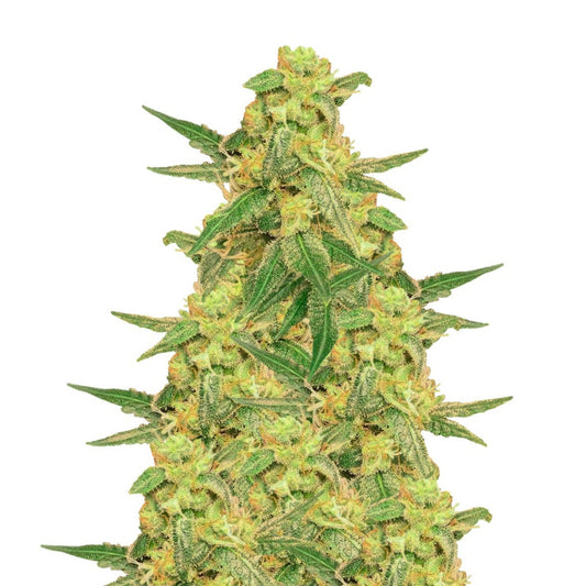 Goji OG Feminized Seeds - hqdtechusa