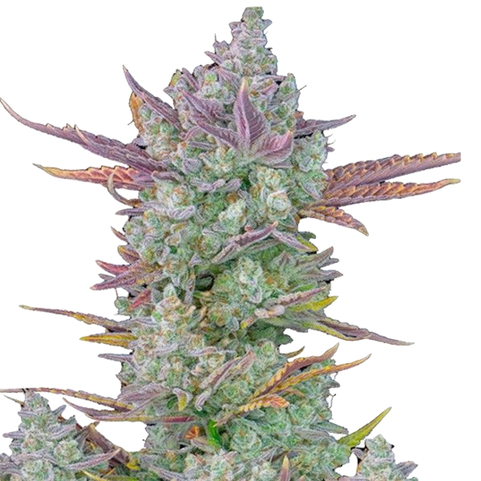 Gorilla Cookie Feminized Seeds - hqdtechusa