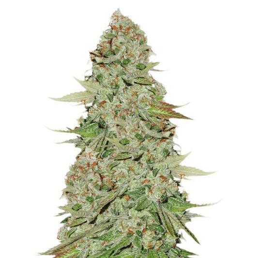 Gorilla Glue 4 Autoflower Seeds - hqdtechusa