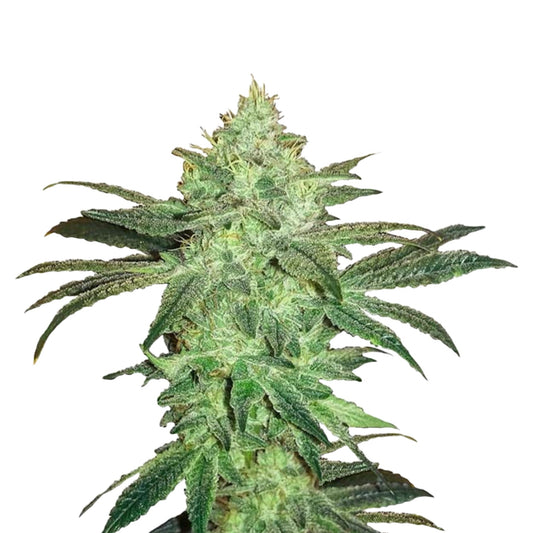 Gorilla Glue 4 Feminized Seeds - hqdtechusa