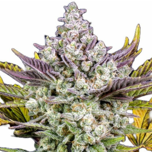 Gorilla Scout Cookies Feminized Seeds