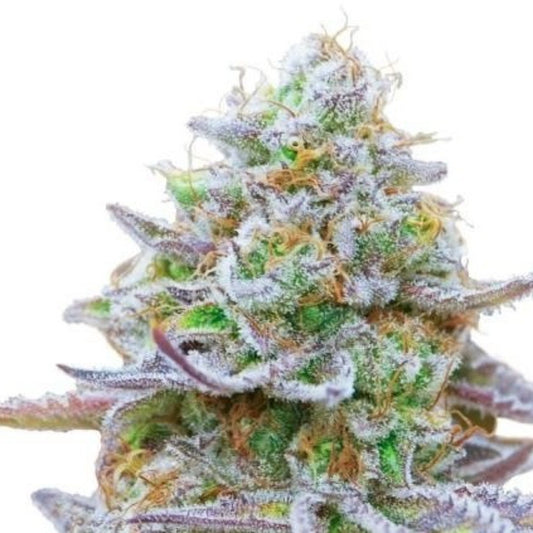 Gorilla Zkittlez Autoflower Seeds - hqdtechusa