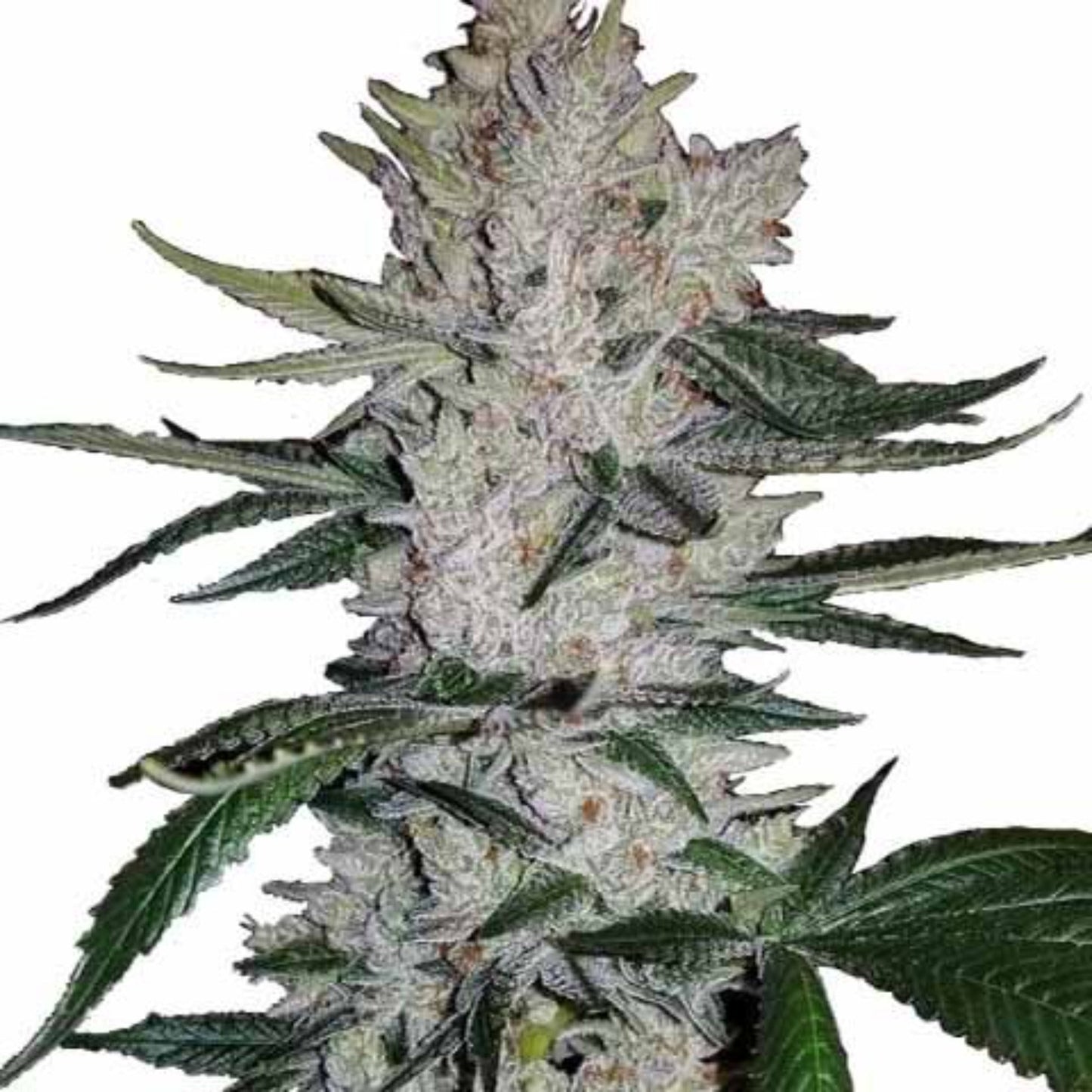 Gorillato Feminized Seeds