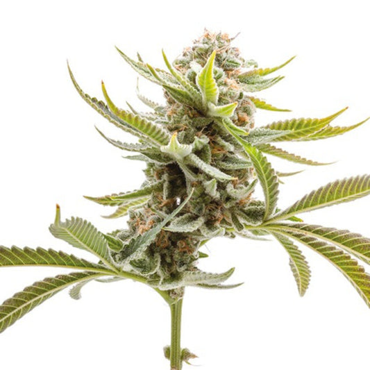 Grape Ape Autoflower Seeds - hqdtechusa