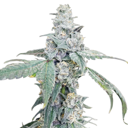 Gush Mintz Feminized Seeds - hqdtechusa